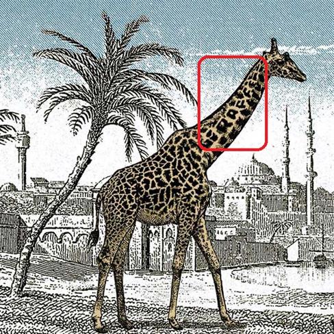 Rešitev se skriva v napisu - giraffe, kar pomeni po angleško žirafa!