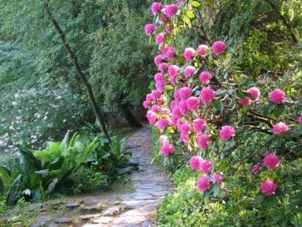 V Arboretumi si lahko ogledate številne rododendrone. (foto: Arboretum)