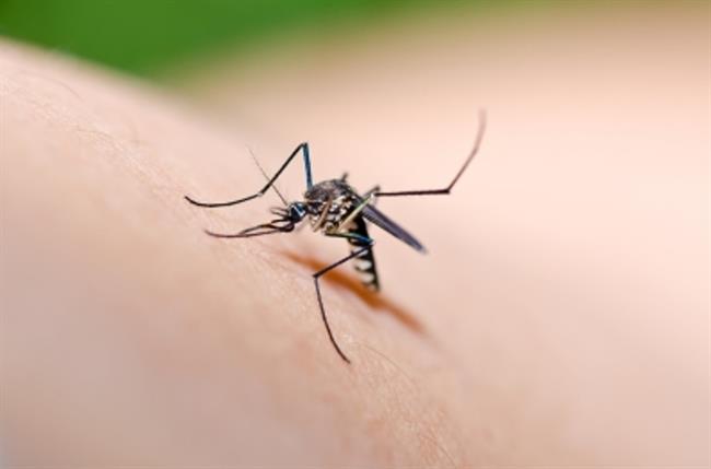 Z naravnimi sredstvi se lahko zaščitite pred insekti. (foto: FreeDigitalPhotos.net)