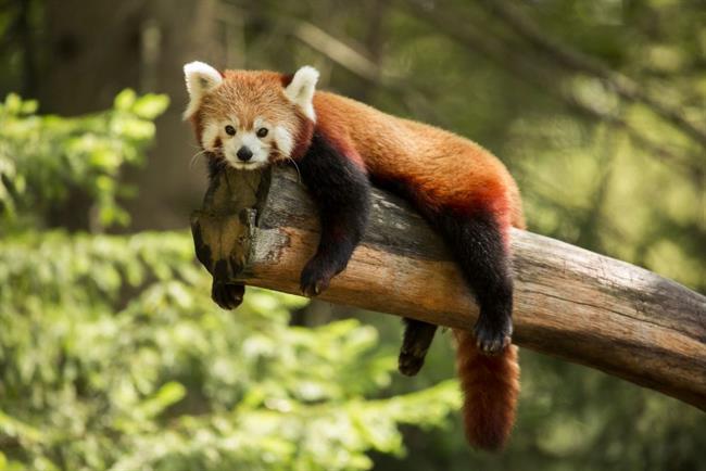 Vabljeni na dogodek Skrivnostna Indija. (foto: ZOO)