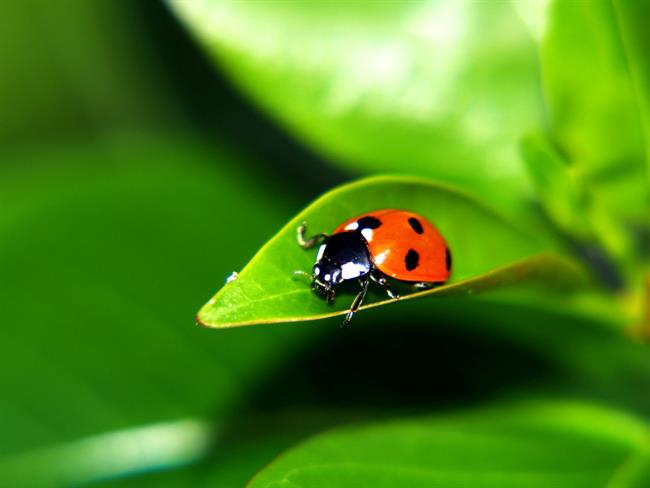 Nas je strah sreče? (foto: freeimages.com)