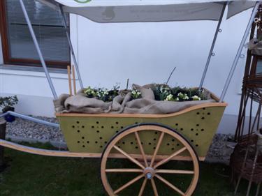Vabljeni na festival zvončkov. (Foto: Botanični vrt, LJ)