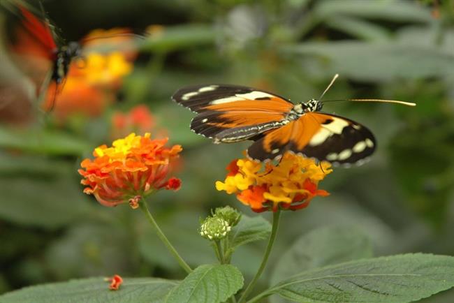 Kaj bo prinesel nov teden? (foto: freeimages.com)
