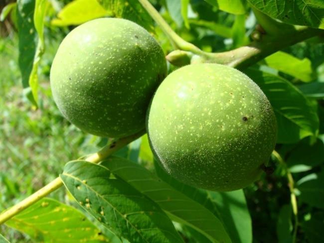 Zeleni orehi in med so odlično zdravilo. (foto: freeimages.com)
