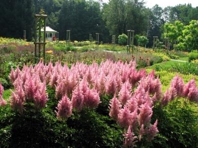 Poletje v Arboretumu. (foto: Arboretum)