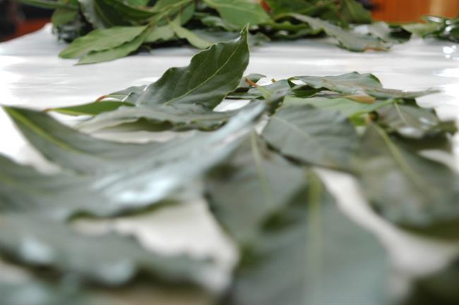 Lovor zdravi kašelj, krepi možgane, krepi celo telo. (foto: freeimages.com)