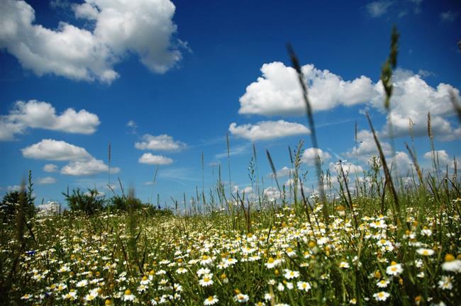 Lepa misel za lepši dan. (foto: freeimages.com)
