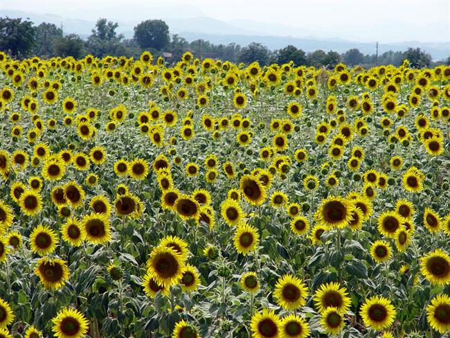 Kaj lepega bo prinesel teden? (foto: freeimages.com)