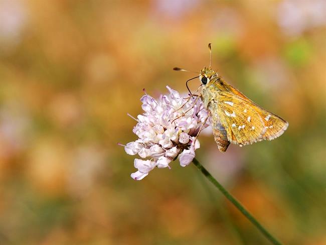 Lepa misel za lepši dan. (foto: freeimages.com)