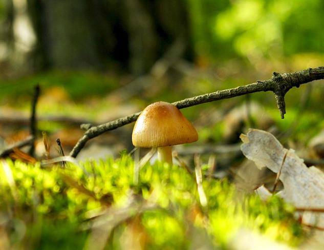Lepa misel za lepši dan. (foto: freeimages.com)