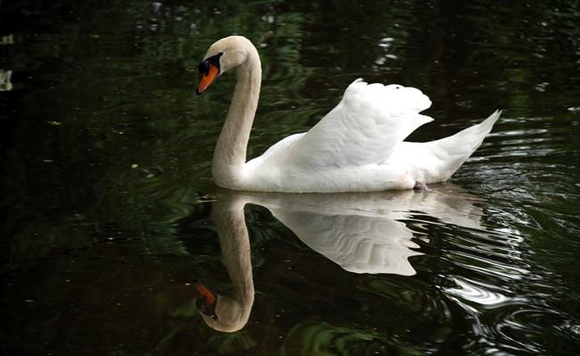 Lepa misel za lepši dan. (foto: freeimages.com)
