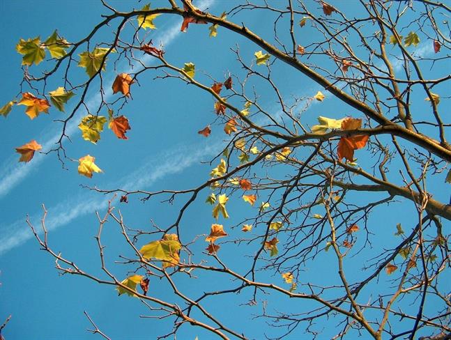 Lepa misel za lepši dan. (foto: freeimages.com)