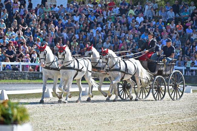 V Lipici bodo izbirali najlepšega žrebička. (foto: Sibil Slejko)