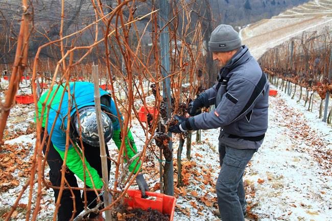 Po šestih letih spet ledena trgatev. (foto: C. Ambrož)