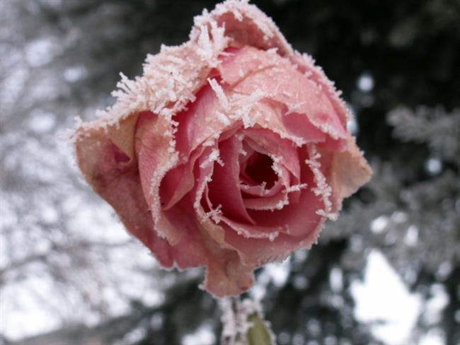 Lepa misel za lepši dan. (foto: freeimages.com)