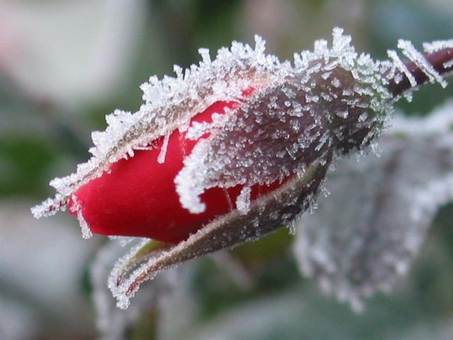 Lepa misel za lepši dan. (foto: freeimages.com)