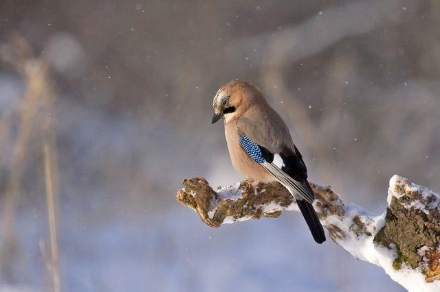 Lepa misel za lepši dan. (foto: pexels.com)