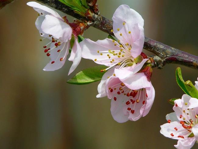 Lepa misel za lepši dan. (foto: freeimages.com)