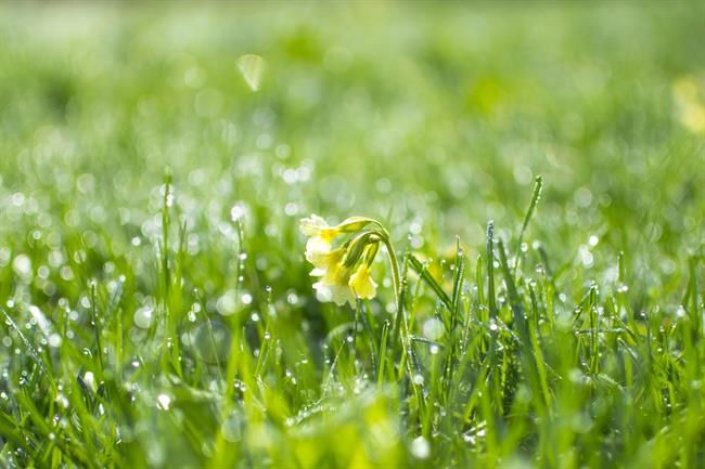 Lepa misel za lepši dan. (foto: pexels.com)