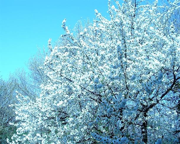 Lepa misel za lepši dan. (foto: freeimages.com)