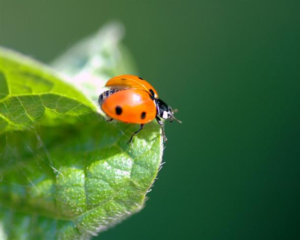 Lepa misel za lepši dan. (foto: freeimages.com)