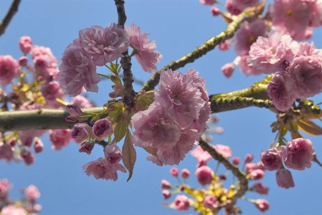 Lepa misel za lepši dan. (foto: freeimages.com)