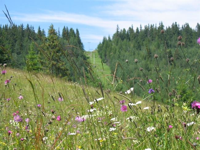 Lepa misel za lepši dan. (foto: freeimages.com)