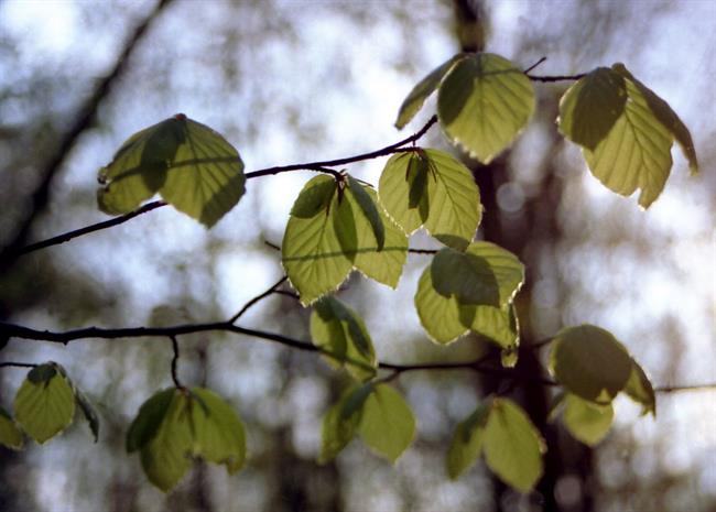 Lepa misel za lepši dan. (foto: freeimages.com)