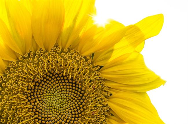 Kaj lepega prinaša avgust? (foto: pexels.com)