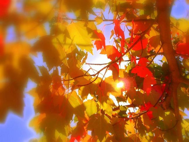 Lepa misel za lepši dan. (foto: freeimages.com)