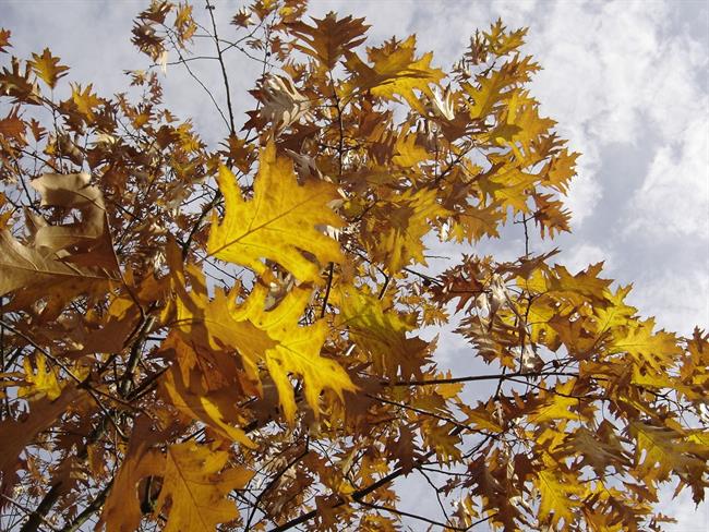 Lepa misel za lepši dan. (foto: freeimages.com)