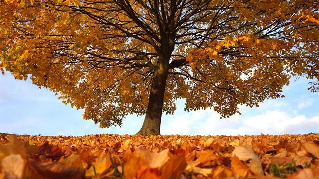 Oktober v sebi ne nosi veliko premikov. (foto: pexels.com)