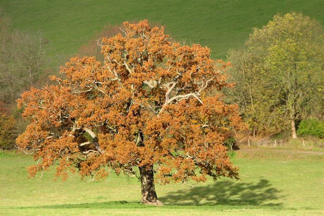 Lepa misel za lepši dan. (foto: freeimages.com)