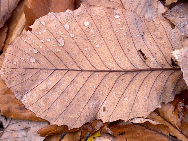 Lepa misel za lepši dan. (foto: freeimages.com)