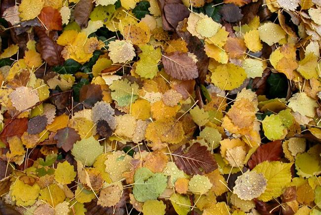 Lepa misel za lepši dan. (foto: freeimages.com)