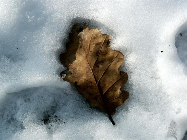 Lepa misel za lepši dan. (foto: freeimages.com)