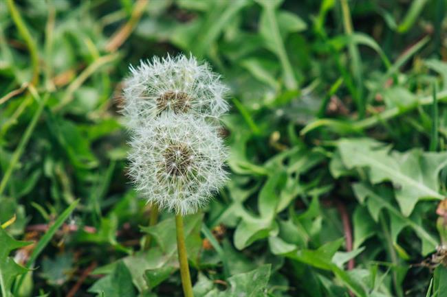 Iz regratovih listov si lahko pripravite zdravilen čaj. (foto: pexels.com)