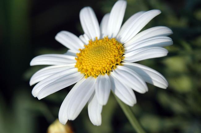 Lepa misel za lepši dan. (foto: freeimages.com)