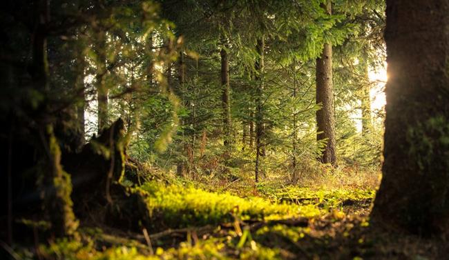 S posebno pohodniško palico pomagamo naravi. (foto: pexels.com)