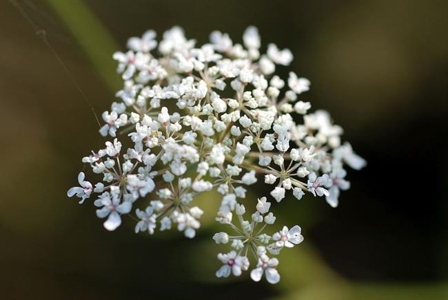 Rman je izredno zdravilen. (foto: freeimages.com)