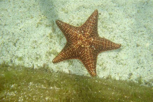 Lepa misel za lepši dan. (foto: freeimages.com)