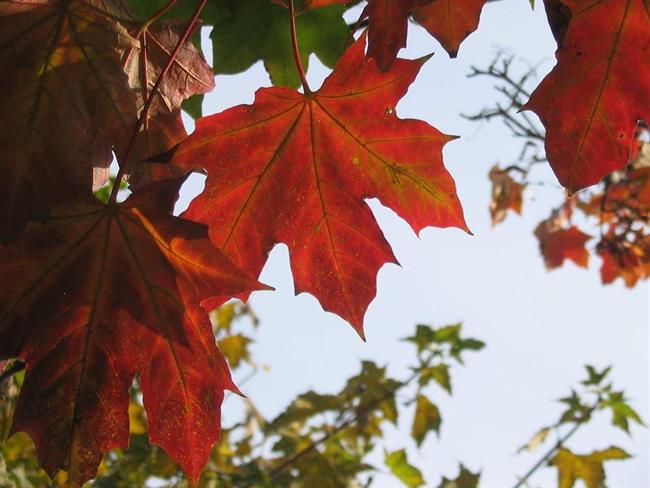 Lepa misel za lepši dan. (foto: freeimages.com)