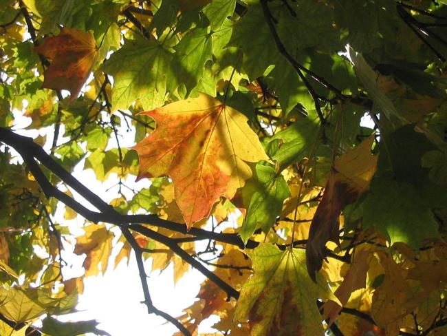 Lepa misel za lepši dan. (foto: freeimages.com)