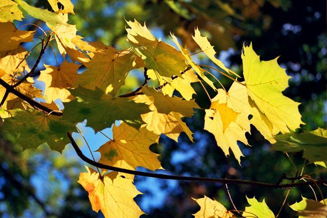 Lepa misel za lepši dan. (foto: freeimages.com)