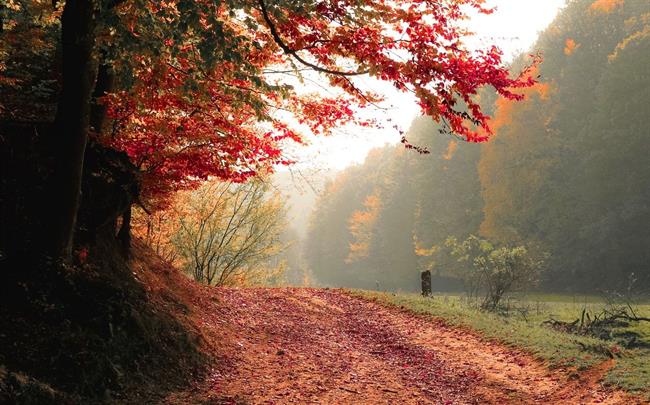 Danes bo pretežno jasno. (foto: pexels.com)