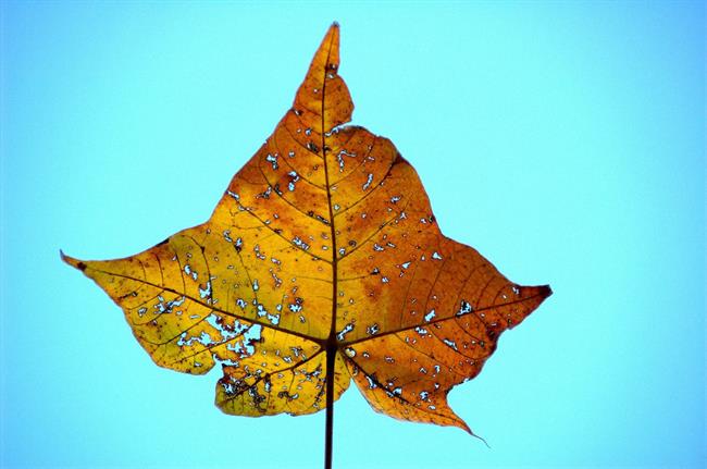 Lepa misel za lepši dan. (foto: freeimages.com)