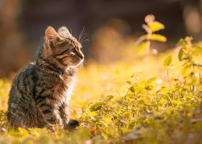 Danes bo po večini sončno. (foto: pexels.com)