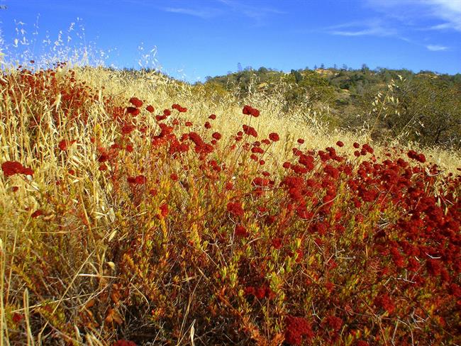 Lepa misel za lepši dan. (foto: freeimages.com)