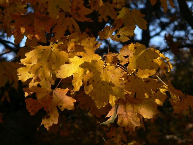 Lepa misel za lepši dan. (foto: freeimages.com)