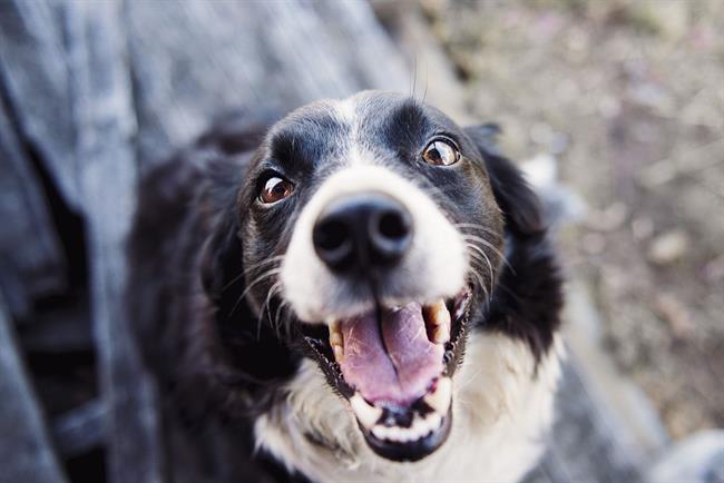 Po treh letih je bil psiček spet pri lastniku. (fotografija je simbolična, pexels.com)